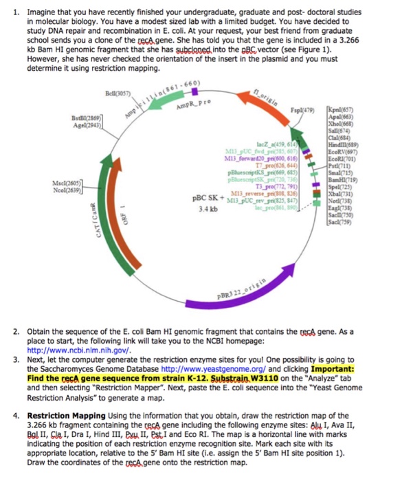 Solved I HAVE FOUND THE E.COLI SEQUENCE RecA gene sequence: | Chegg.com