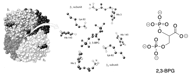 2 3 bpg binds to which part of hemoglobin