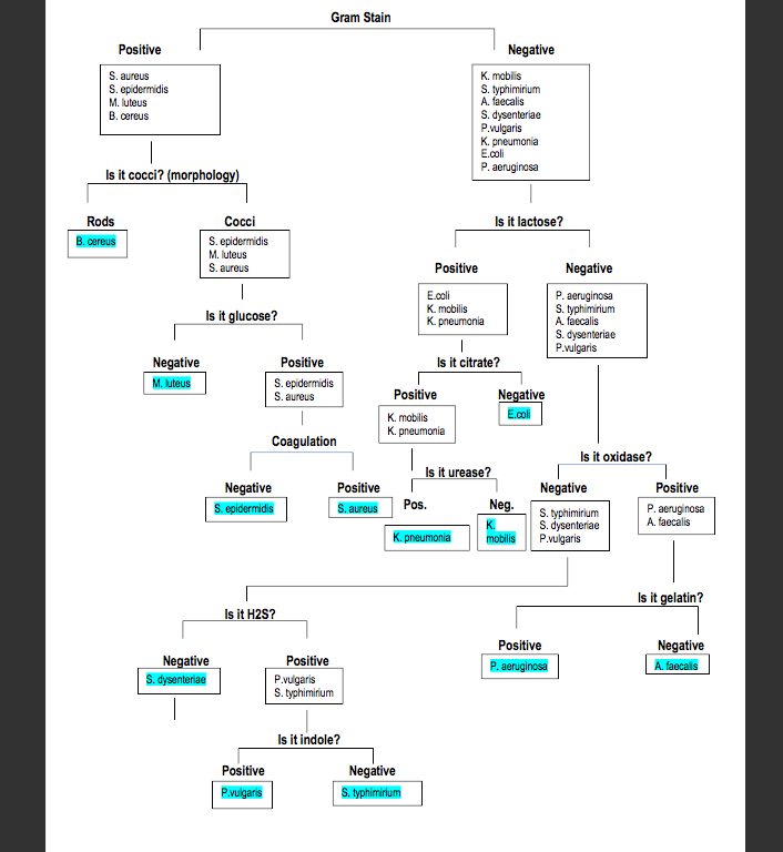 Dichotomous Key Maker, Dichotomous Key Examples