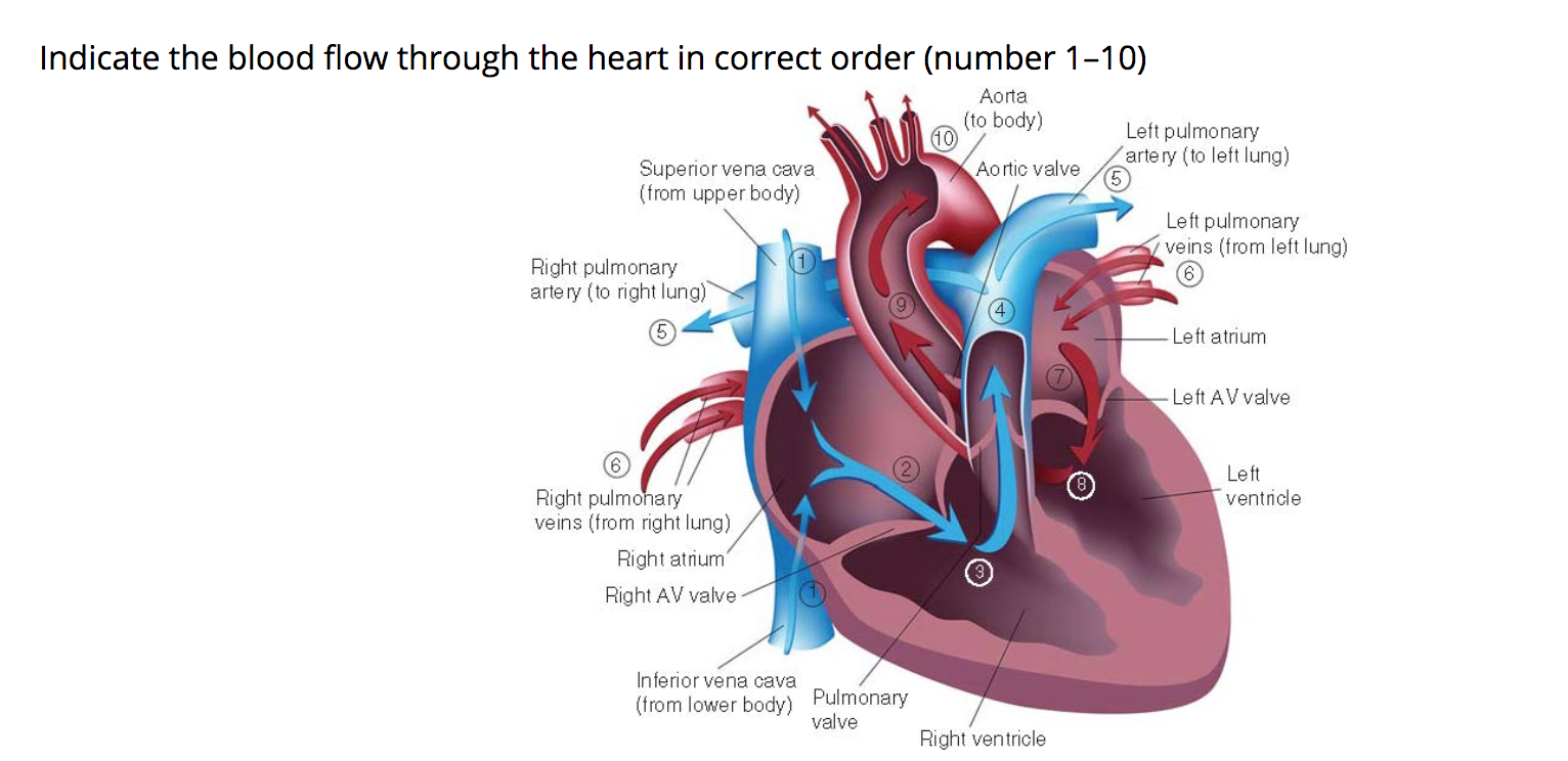 Solved Indicate the blood flow through the heart in correct