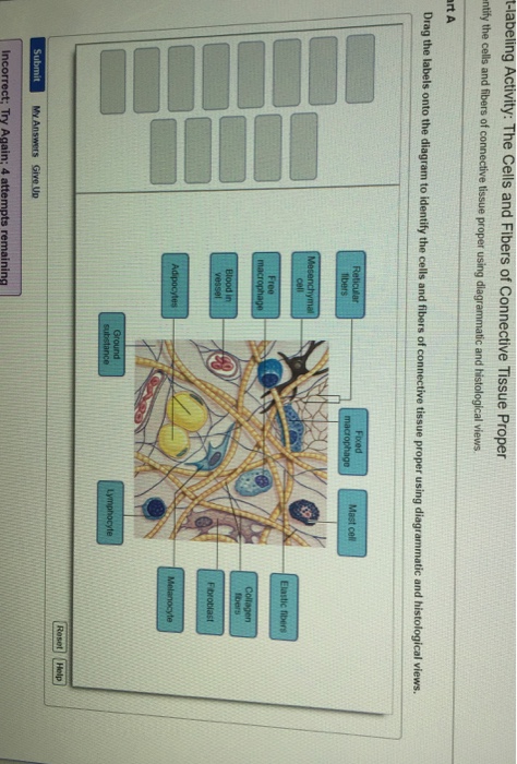 Drag The Labels Onto The Diagram To Identify The Parts Of The Cell ...