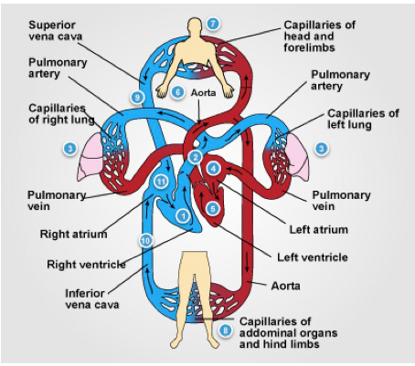 Solved 1.The diagram below represents the mammalian | Chegg.com