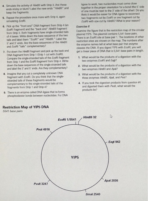 Solved DNA Scissors Introduction to Restriction Enzymes