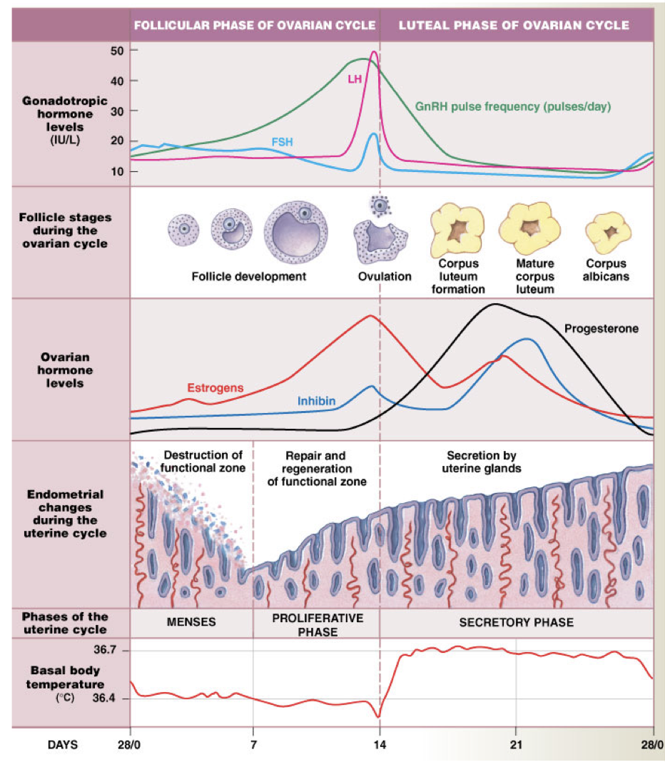 Uterine Cycle Overview & Phases - Lesson