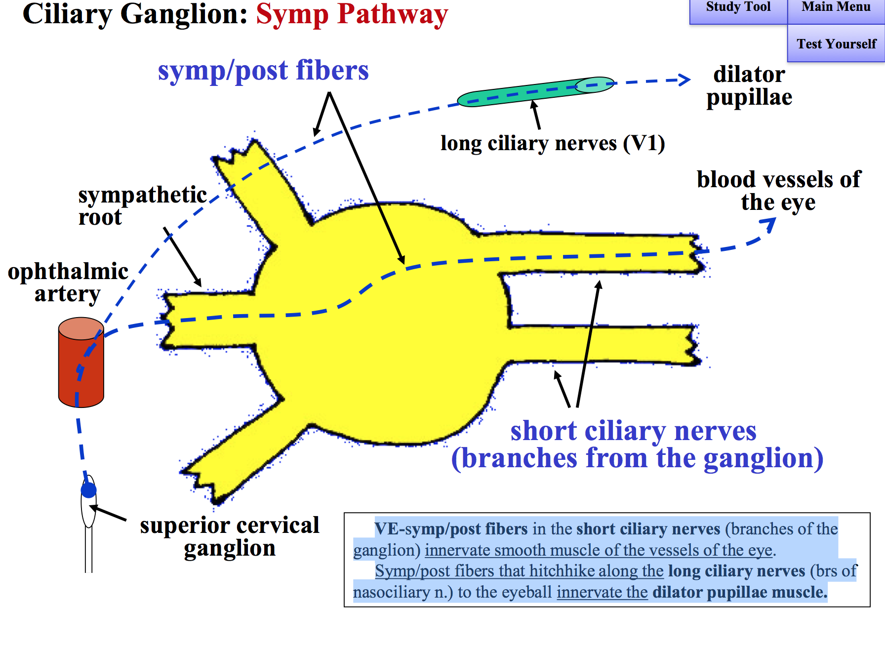ciliary ganglion pathways