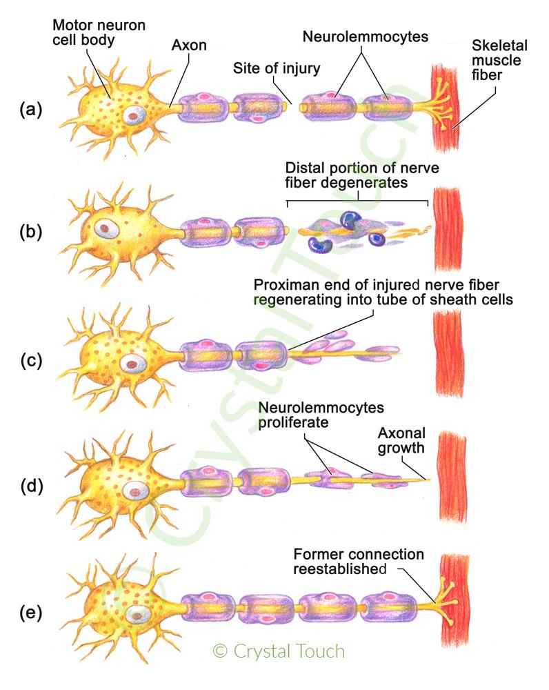 Solved What part of the neuron or protective cells is