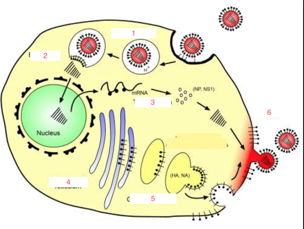 examine-the-viral-life-cycle-diagram-shown-in-the-chegg