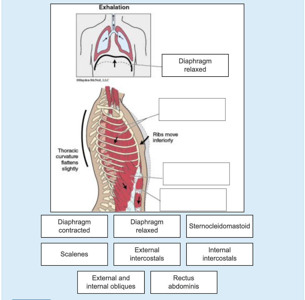 Solved Inhalation Diaphragm contracted McNeil, LLC Rib cage | Chegg.com