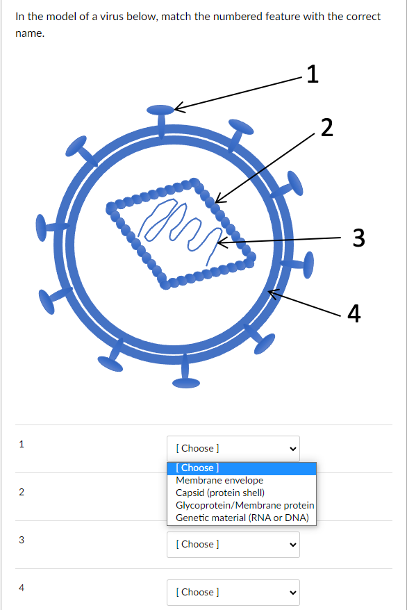 Solved In the model of a virus below, match the numbered | Chegg.com