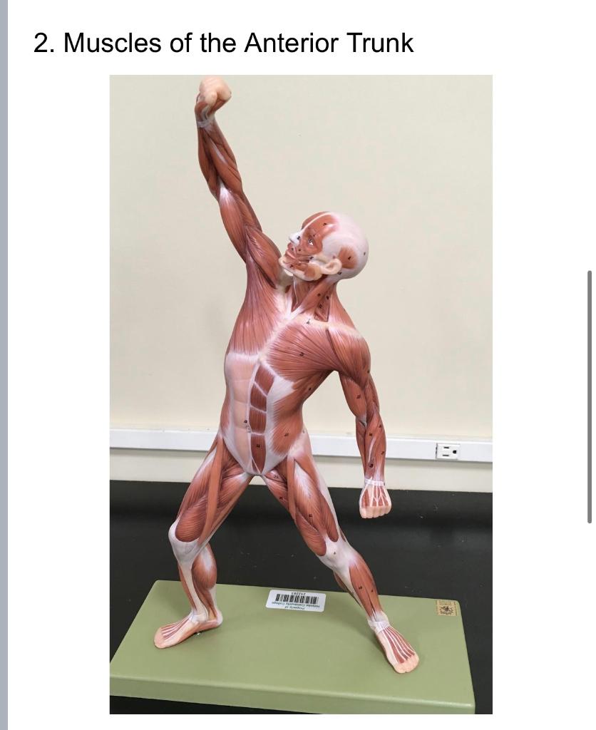 2. Muscles of the Anterior Trunk
S