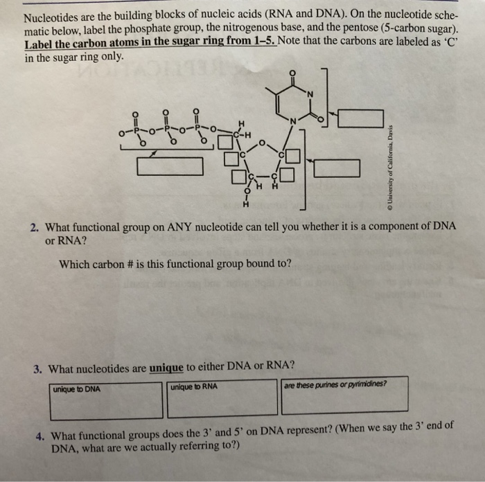 what-are-the-building-blocks-of-nucleic-acids-answers-brennan-has-vance