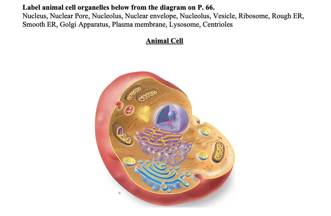 Solved Label animal cell organelles below from the diagram 