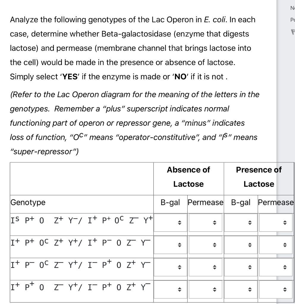 Solved Normal function of the lac operon means that the cell