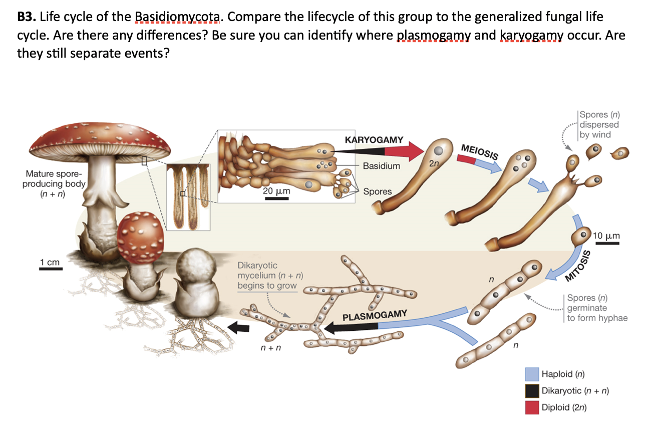 Solved Generalized Fungal Life Cycle Fungi Illustrate 