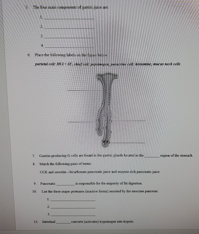 Solved 5 The Four Main Components Of Gastric Juice Are 6 Chegg