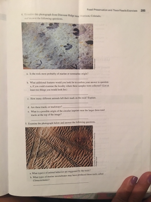 Solved Fossil Preservation And Trace Fossils Exercises 285 | Chegg.com