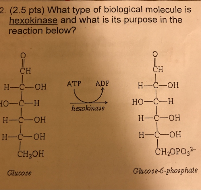 Solved 2 2 5 Pts What Type Of Biological Molecule Is Chegg