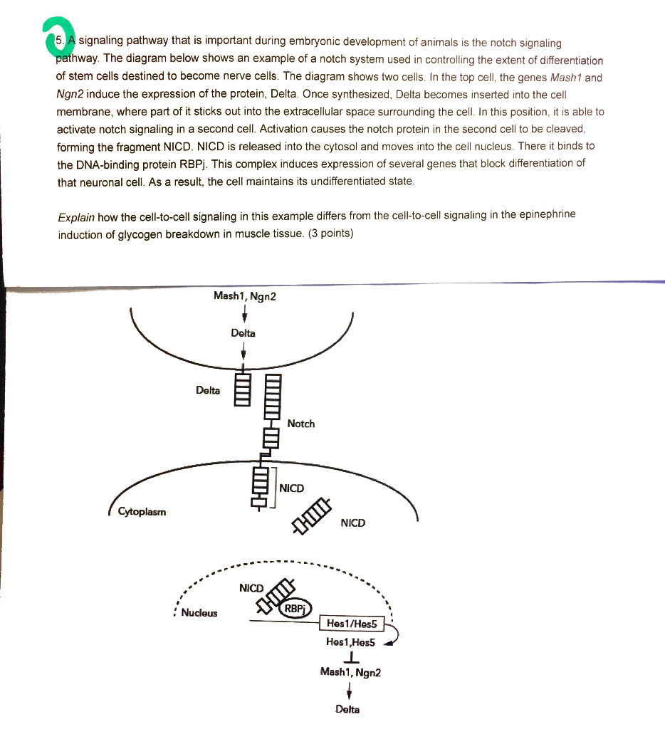 Solved I have a question about notch signaling pathways in 