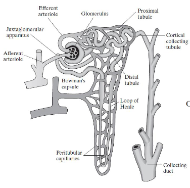 Solved The renal tubules in your kidney are notstraight. | Chegg.com