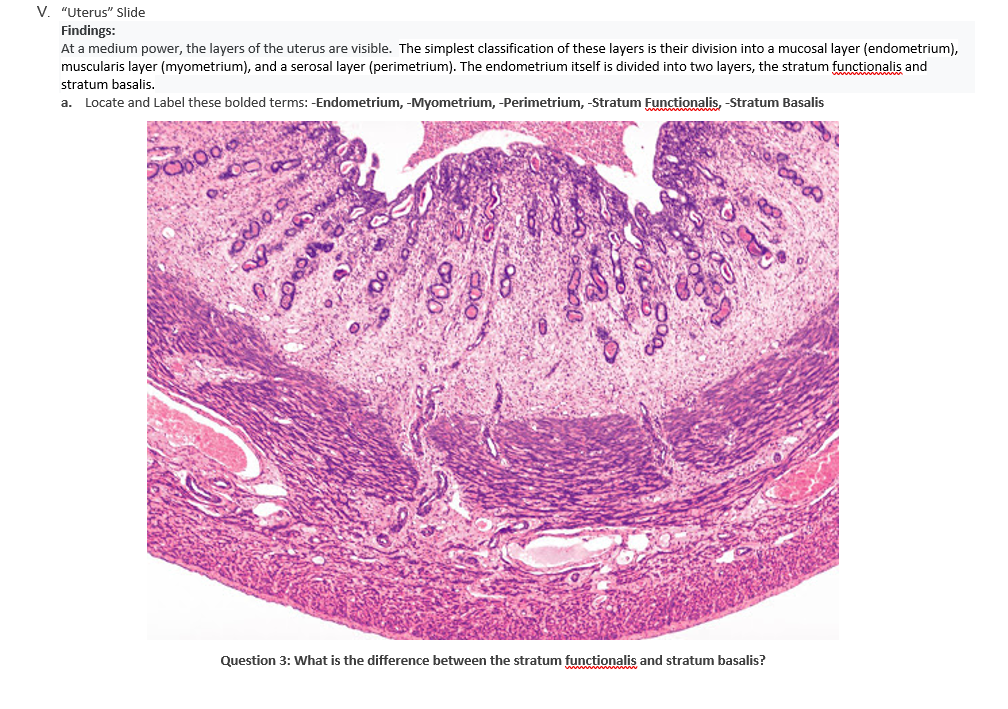 stratum basalis endometrium