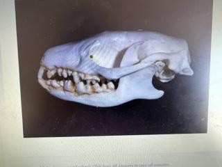 Solved Which of the following specimens have homodont teeth? | Chegg.com