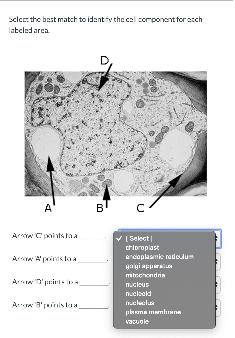 Solved Select The Best Match To Identify The Cell Component | Chegg.com