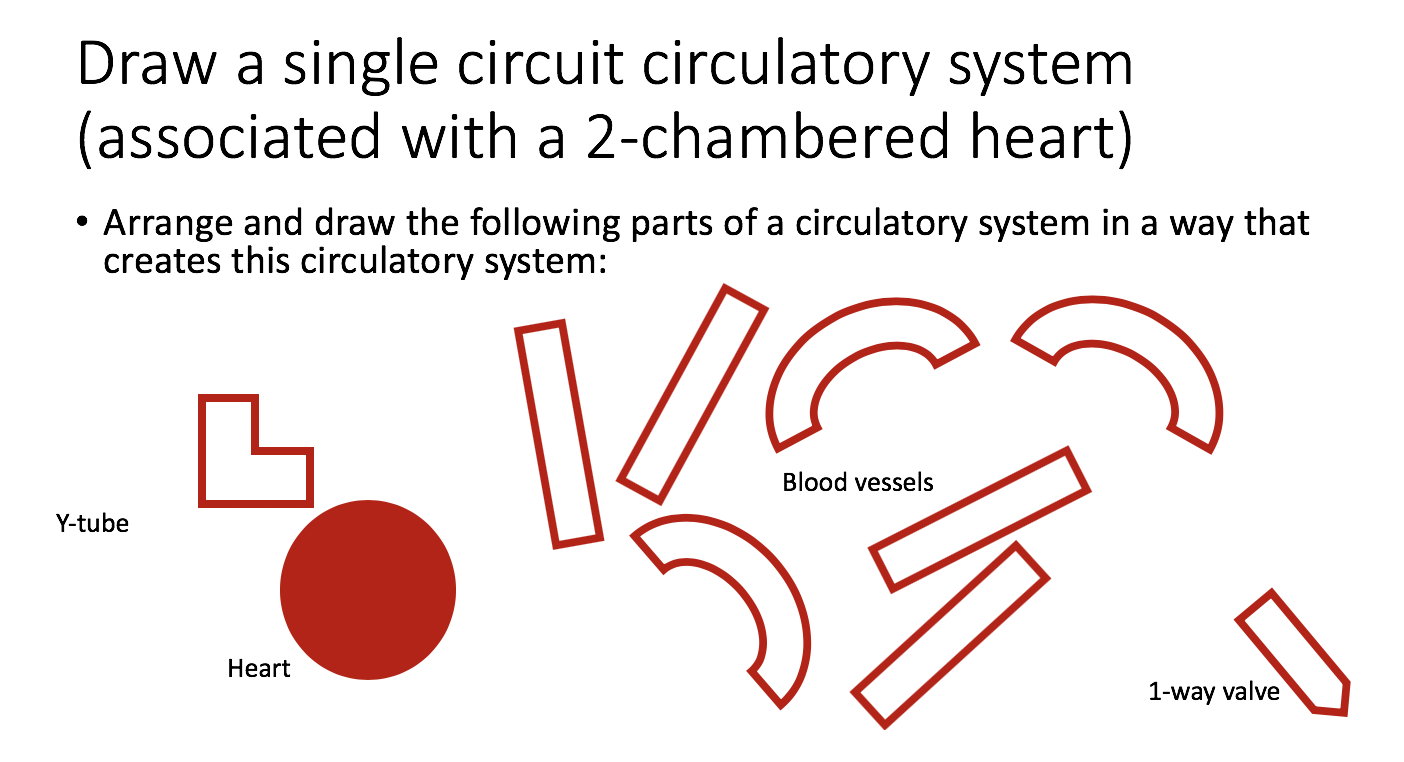 Solved Draw A Sdual Circuit Circulatory System Associated Chegg Com