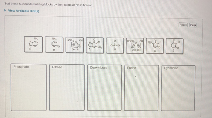 Solved Sort these nucleotide building blocks by their name | Chegg.com