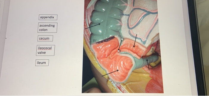 ileocecal valve model