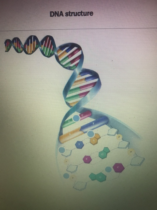 Solved DNA structure | Chegg.com