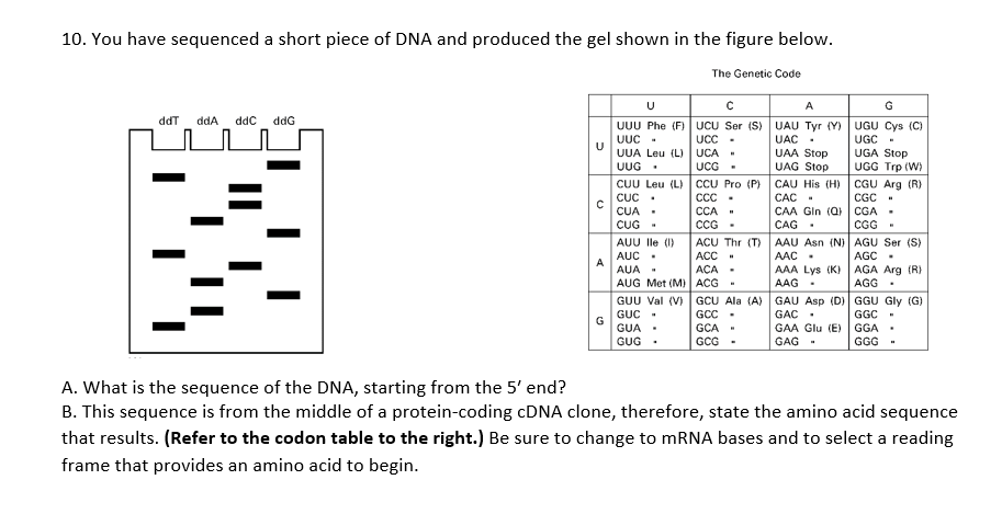 Solved 10. You have sequenced a short piece of DNA and | Chegg.com