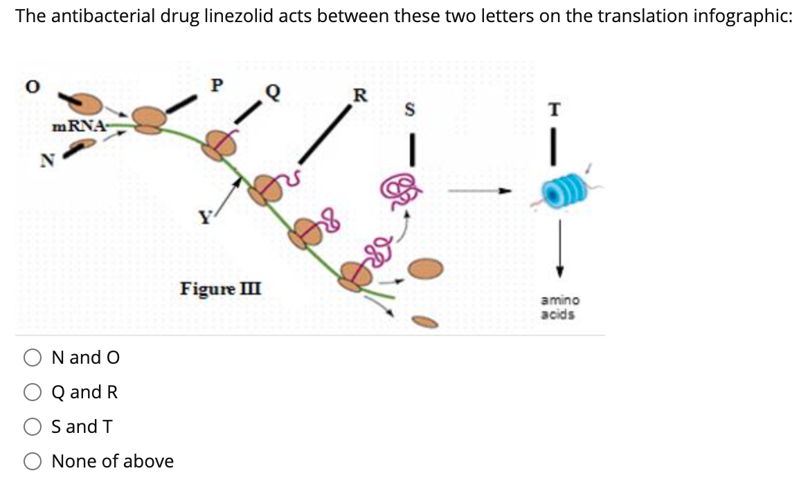 Solved The antibacterial drug linezolid acts between these | Chegg.com