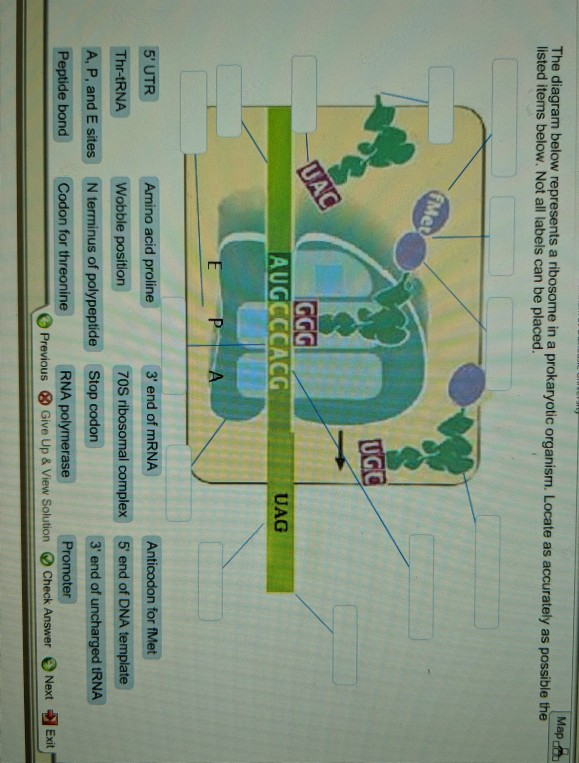 Solved Map o The diagram below represents a ribosome in a | Chegg.com