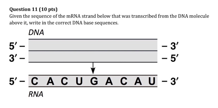 Solved Question 11 (10 pts) Given the sequence of the mRNA | Chegg.com