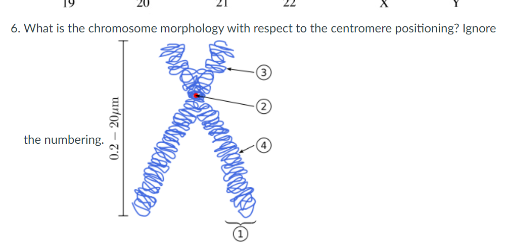 Solved 6. What is the chromosome morphology with respect to | Chegg.com