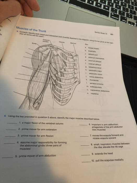 Solved Muscles of the Trunk 5. Correctly identifty both | Chegg.com