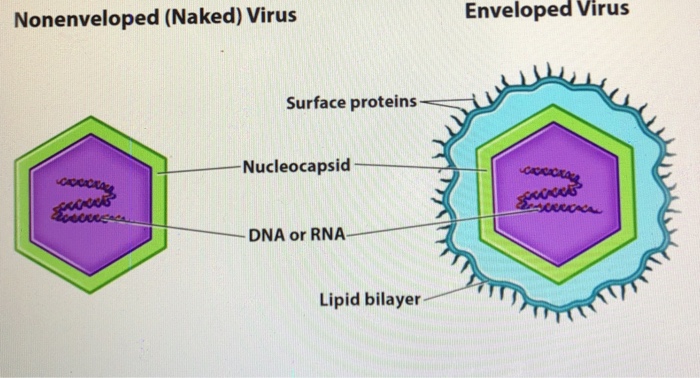 Virus Basic Flashcards Chegg Com