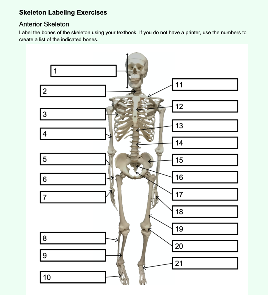 axial skeleton labeling