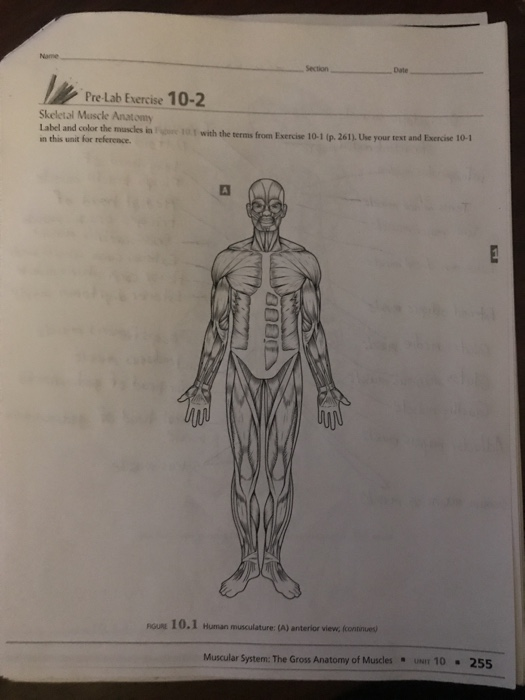 Name Ection Pre Lab Exercise 10-2 Skeletal Muscle | Chegg.com