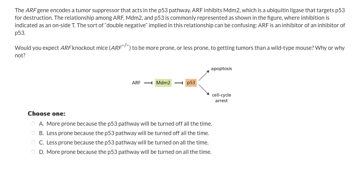 Solved The ARF gene encodes a tumor suppressor that acts in | Chegg.com