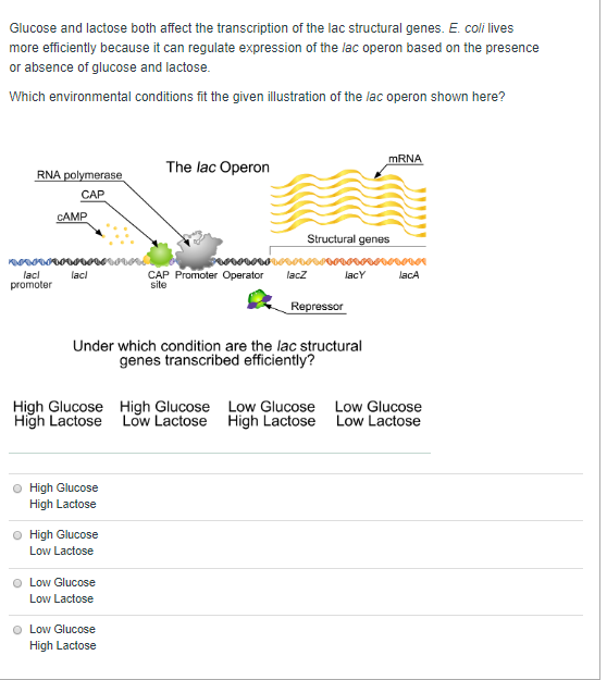 Solved Glucose and lactose both affect the transcription of | Chegg.com