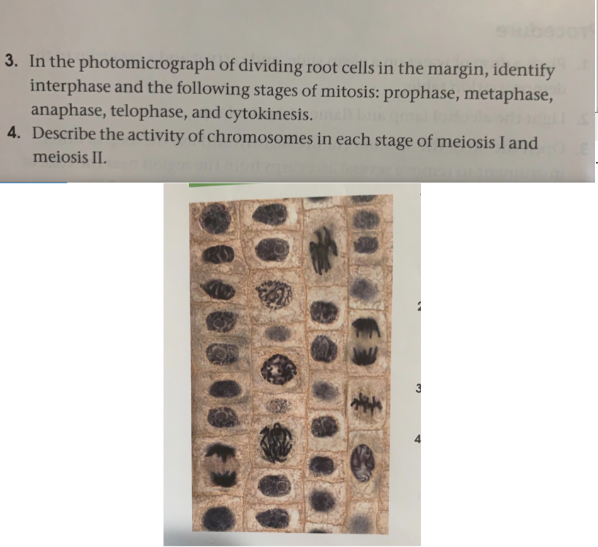 Solved 3. In the photomicrograph of dividing root cells in | Chegg.com