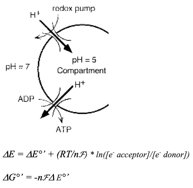 Solved Oxidation Of NADH By Succinate Dehydrogenase Can Be | Chegg.com