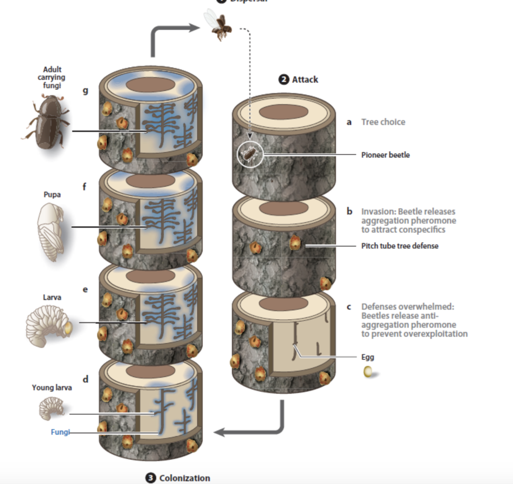Solved (3) ColonizationHow can infestation of a pine tree by | Chegg.com