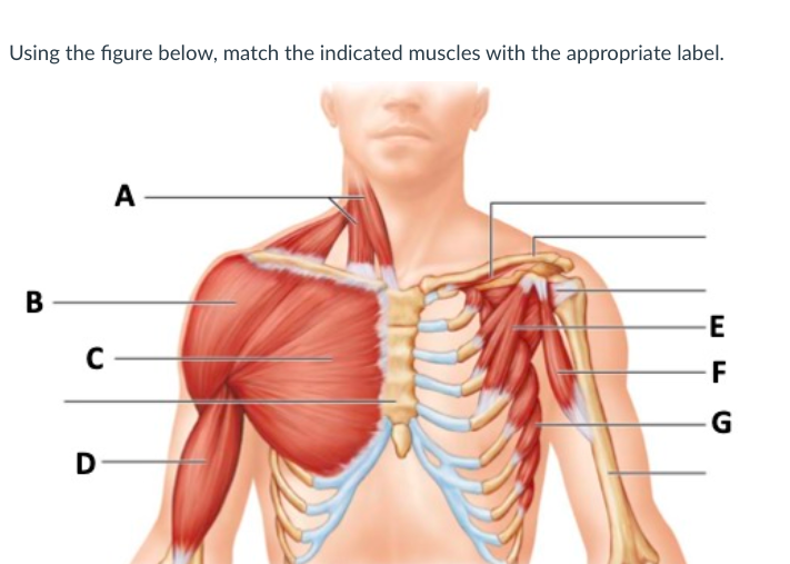 Using the figure below, match the indicated muscles | Chegg.com