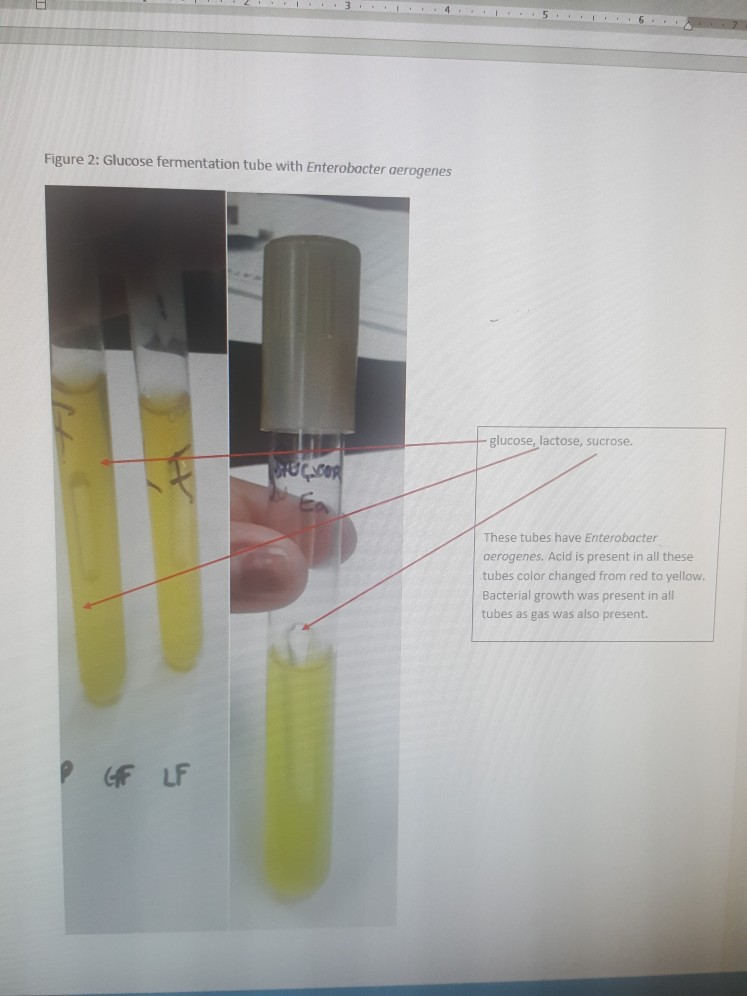 Solved Lab 14 Fermentation PURPOSE This lab was to