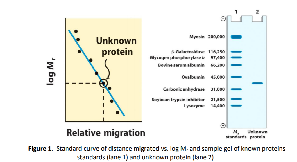 Solved b. Calculate the electrophoretic relative mobility | Chegg.com