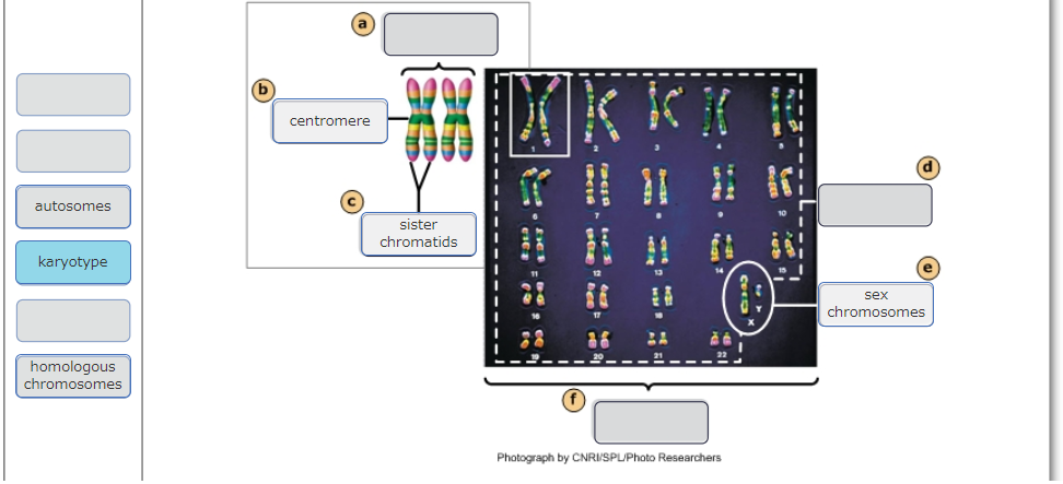Solved Drag the labels to the correct locations on these | Chegg.com