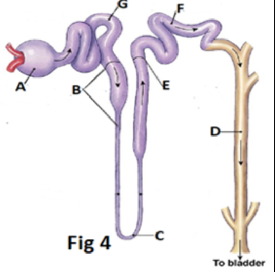 Solved 1. In fig above, the predominant tissue (s)found in | Chegg.com