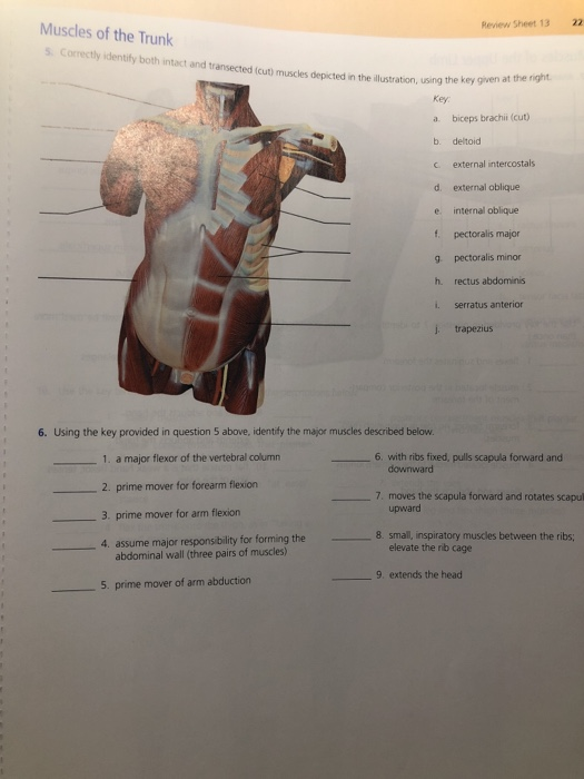 Solved: REVIEW SHEET Gross Anatomy O The Muscular System I... | Chegg.com